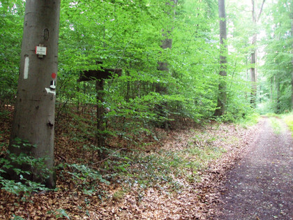Salzgitter Höhenzug, Wanderweg 30 auf Ernst-Oppermann-Weg