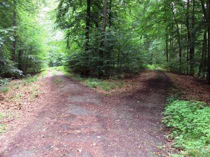 Salzgitter Höhenzug, Wanderweg 30 Weggabelung auf Höhenweg