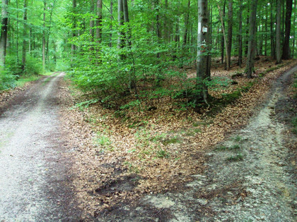 Salzgitter Höhenzug, Wanderweg 30 Abstieg vom Höhenweg auf Forstweg