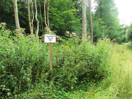 Salzgitter Höhenzug, Wanderwege 29 und 30 parallel