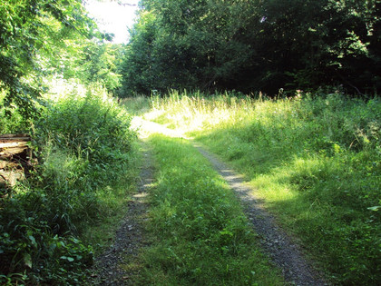 Salzgitter Höhenzug, Wanderweg 29 Wegbeschaffenheit