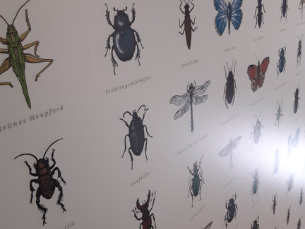 Käfer Haus der Natur Goldisthal