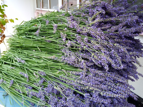 Frisch geernteter Lavendel