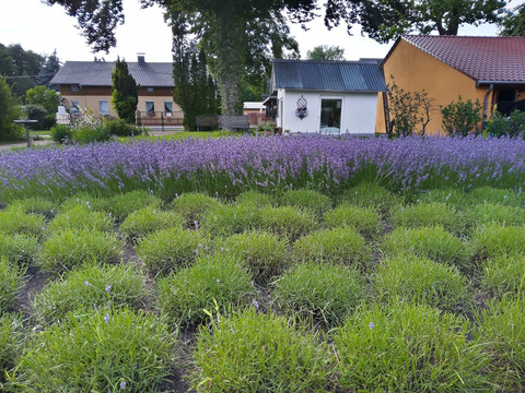 Lavendelfeld mit Lavendellädchen