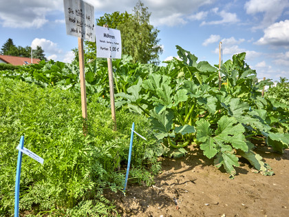 Selbsterntefeld in Groß Heere Selbsterntefeld in Groß Heere