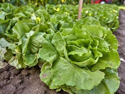 Selbsterntefeld in Groß Heere Selbsterntefeld in Groß Heere