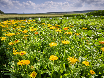 Selbsterntefeld in Groß Heere Selbsterntefeld in Groß Heere