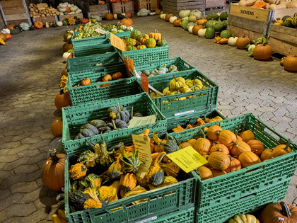 Kürbismeister Börßum Kürbismeister Börßum