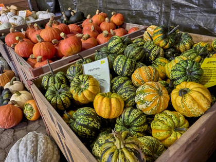 Kürbismeister Börßum Kürbismeister Börßum