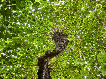 Liebesallee Gutspark Kissenbrück Liebesallee Gutspark Kissenbrück