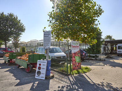 Regionale Rosen und Chrysanthemen Rollwage Baddeckenstedt Regionale Rosen und Chrysanthemen Rollwage Baddeckenstedt