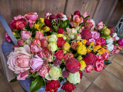 Regionale Rosen und Chrysanthemen Rollwage Baddeckenstedt Regionale Rosen und Chrysanthemen Rollwage Baddeckenstedt