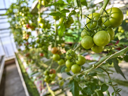 Tomaten zum Selberpflücken Rollwage Baddeckenstedt Tomaten zum Selberpflücken Rollwage Baddeckenstedt
