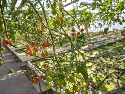 Tomaten zum Selberpflücken Rollwage Baddeckenstedt Tomaten zum Selberpflücken Rollwage Baddeckenstedt