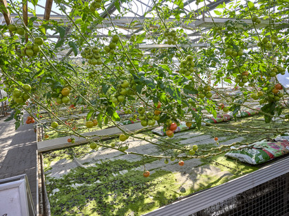 Tomaten zum Selberpflücken Rollwage Baddeckenstedt Tomaten zum Selberpflücken Rollwage Baddeckenstedt