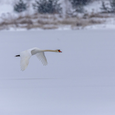 Höckerschwan im Winter Höckerschwan im Winter