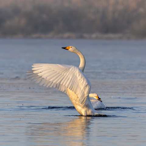 Singschwäne am Borcheltsee Singschwäne