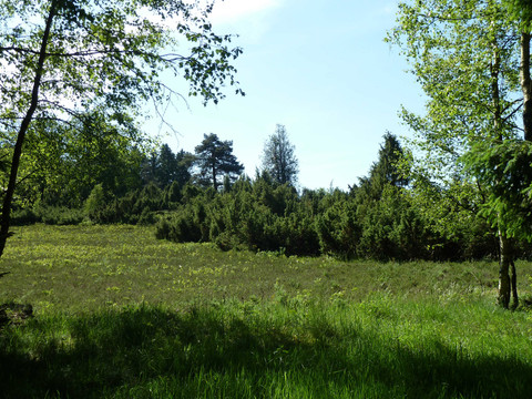 Wacholderweg Grüne Wiese mit Bäumen und Büschen unter klarem blauen Himmel an einem sonnigen Tag in Reichshof.