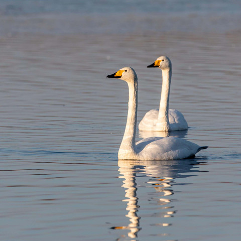 Singschwan_Borcheltsee_Ralf Donat.jpg