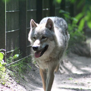 Ein Besuch des Wolfcenters in Dörverden Ein Besuch des Wolfcenters in Dörverden