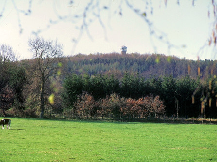 Wingst Aussichtsturm Deutscher Olymp Grüne Wiese mit grasendem Rind vor bewaldetem Hügel und dem Aussichtsturm Deutscher Olymp.
