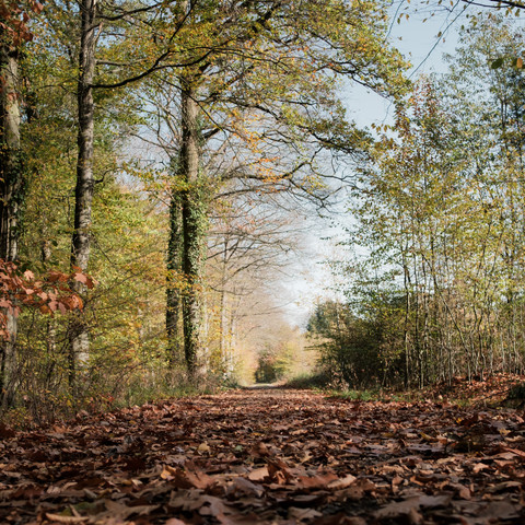 Herbstwald in der Voreifel