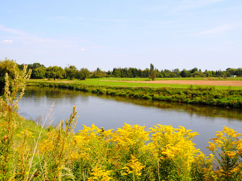 Mulderadweg near Bad Düben - Leisure activities in the Leipzig region Landscape with yellow flowers and meadow around the river Mulde, cycling, excursion
