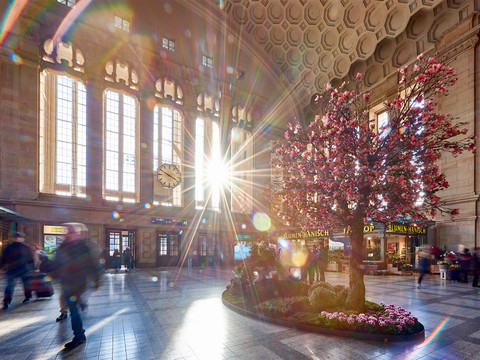 Magnolienbaum in der großen Osthalle des Hauptbahnhofs in die die Sonne durch die großen Fenster an der Fassade scheint