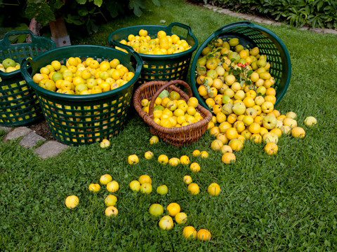 Sornziger Wild Quince Harvest - Produkty regionalne z Lipska