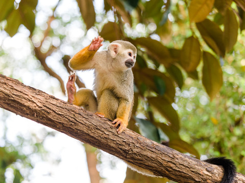 Małpa-wiewiórka w zoo w Lipsku - Tierisches Leipzig Małpa wiewiórka siedzi na gałęzi wśród zieleni w zoo w Lipsku w świecie przygód Gondwanaland, rodzina, dzieci, wypoczynek, wycieczka