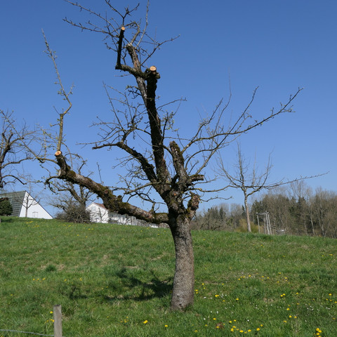 frisch geschnittener Streuobstbaum Frisch geschnittener Streuobstbaum