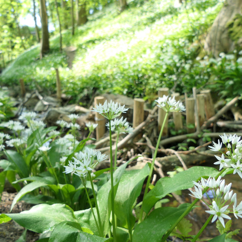 Bärlauch Bärlauch Blüte am Eckerschen Tobel
Biotopverbund Ravensburg