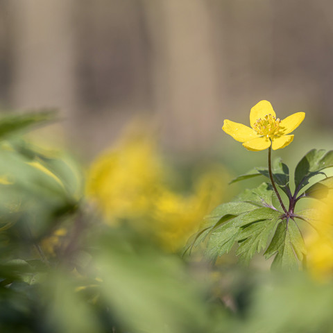 Gelbes Windröschen