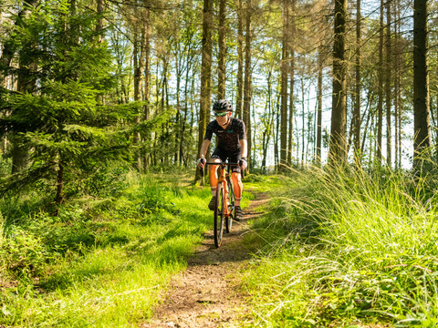 Gravelbike Fahrradfahrer auf schmalem Waldpfad bei Sonnenschein, umgeben von dichtem, grünem Wald.