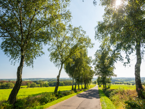 Panorama Heckberg Landstraße gesäumt von Bäumen, die durch eine grüne, sanfte Hügellandschaft führt.