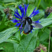Steinhummelkönigin an Flockenblume Hummelwerkstatt Naumburg