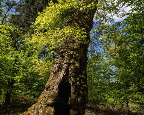 Eiche Prinzessinengarten