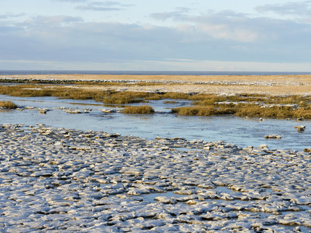 Cappel Neufeld Steg Watt Winter Salzwiese Schnee (29).jpg