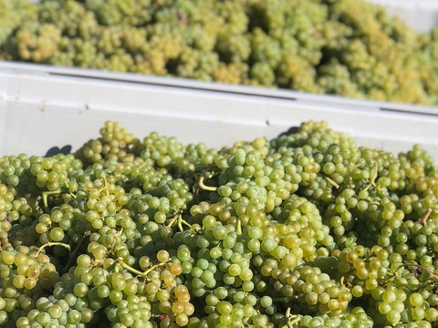 Trauben nach der Lese