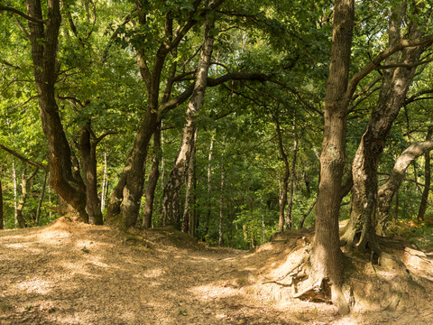 Leichlinger Sandberge nahe Langenfeld Unter schattigen Bäumen formen sanfte Sanddünen eine natürliche Landschaft bei den Leichlinger Sandbergen.