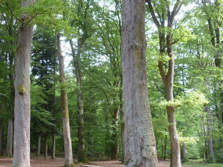 Rastplatz unter hohen Bäumen am Sauerbrunnen