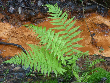 Farbenspiel der Natur: Eisenhaltiges Wasser des Sauerbrunnens und Farn