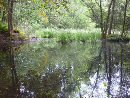 Kleiner Waldtümpel