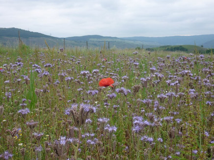 Blumenwiese mit Blick über die Höhen