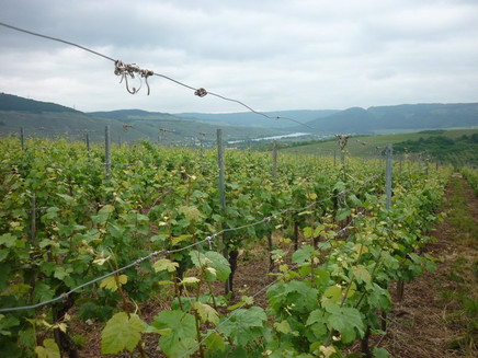Longuicher Weinberge und Weitblick ins Moseltal