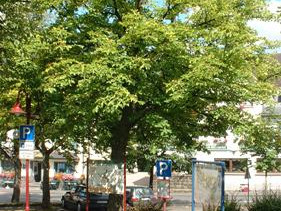 Der Kelberger Marktplatz