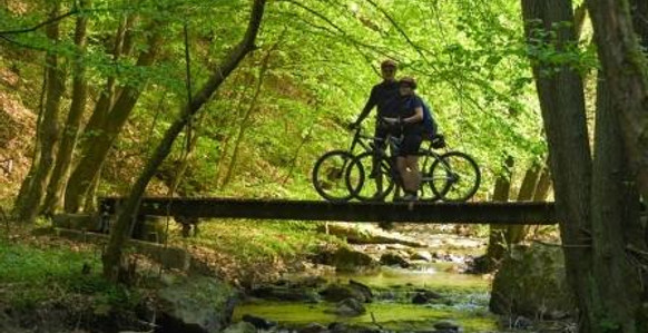 Mountain bike route in the forest