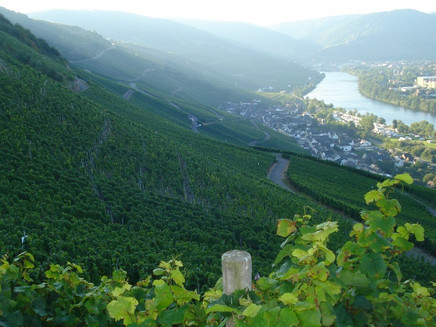 Weinberge über der Mosel