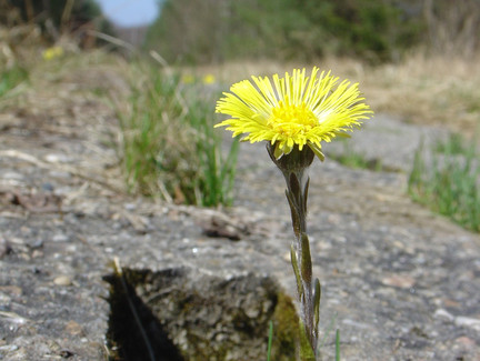 Huflattich am Wegesrand