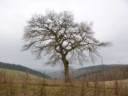 Eiche auf der Hunsrückhöhe